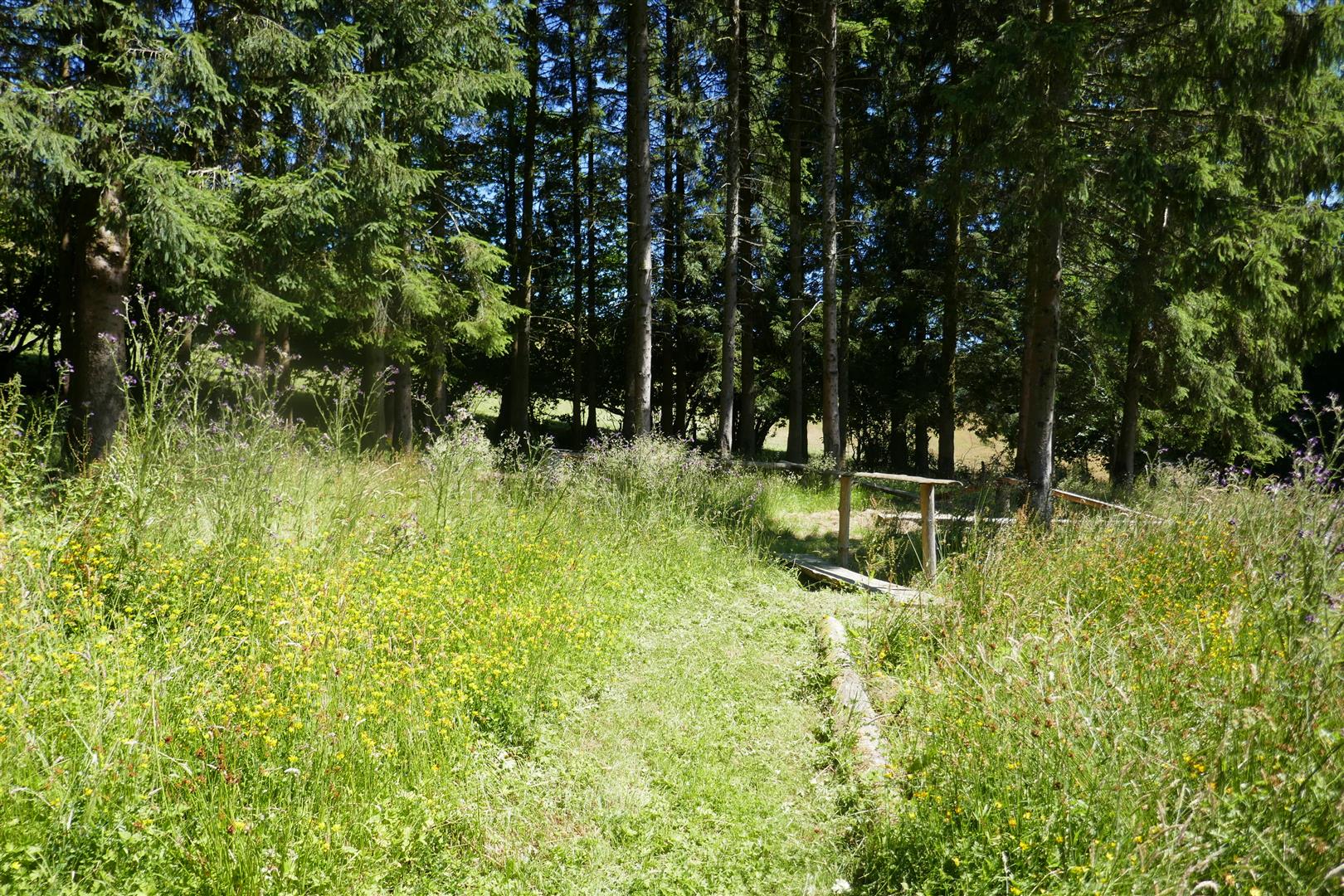 ADVENTURE WOODLAND